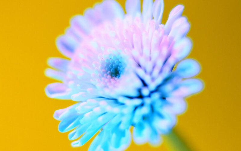 Blue and Pink Flower