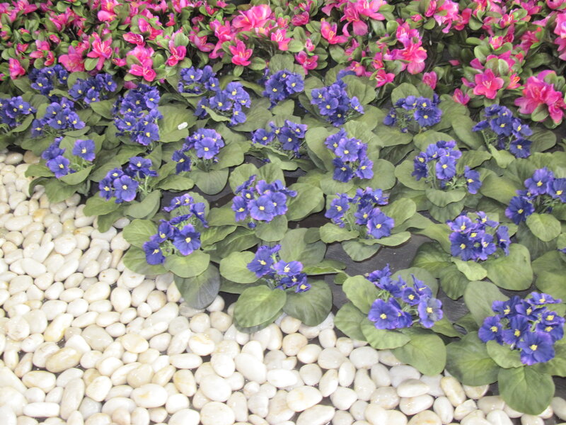Blue and Pink Flowers — Calm
