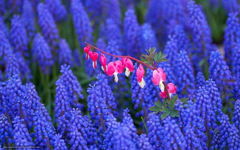 blue and pink flowers in bloom