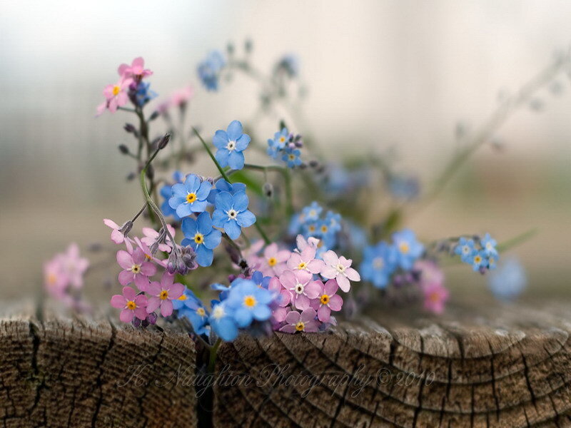 blue and pink flowers on wood