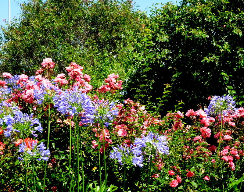 Blue and Pink Flowers — Serene, Afternoon