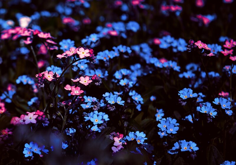 Blue and Pink Flowers — Serene, Photograph