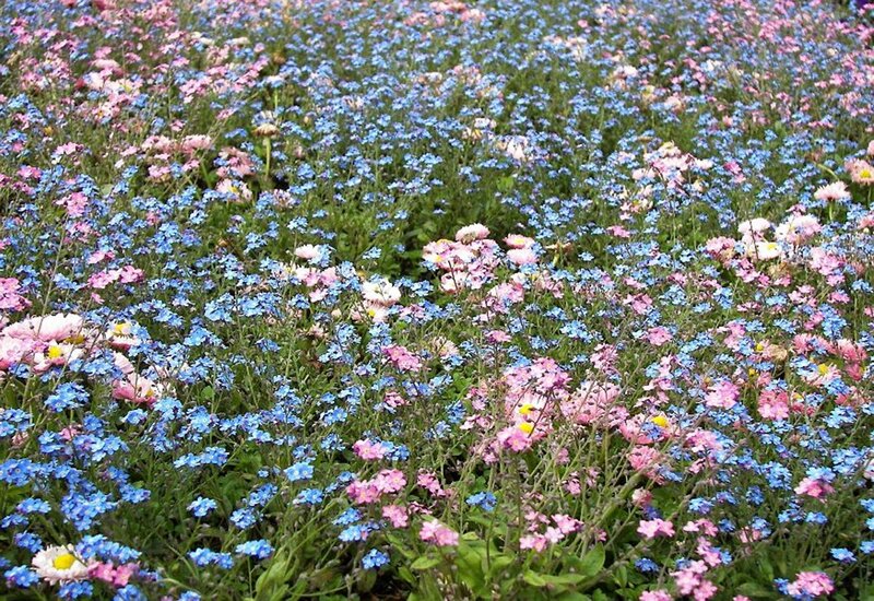 Blue and Pink Flowers — Serene, Spring, Photograph, Green Leaves