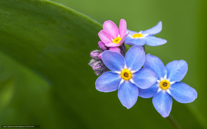 Blue and Pink Flowers — Serene, Spring, Photograph, Leaf