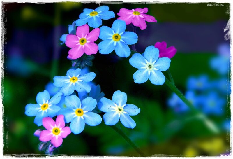 Blue and Pink Flowers — Serene, Spring, Photograph