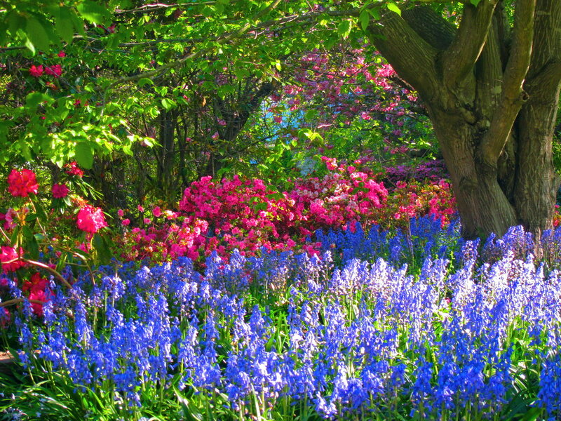 Blue and Pink Flowers — Serene, Spring, Photograph, Trees, Bushes