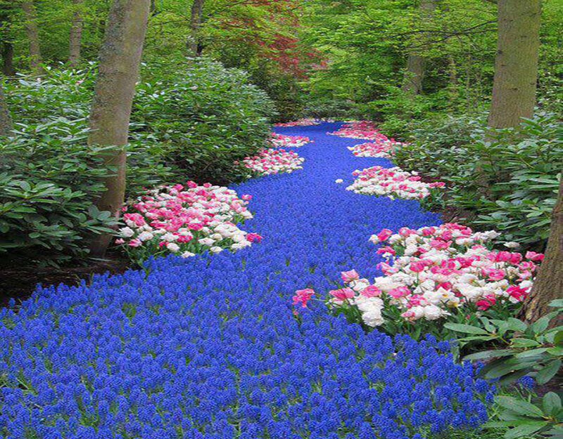 Blue and Pink Flowers — Serene, Spring, Photograph, Trees