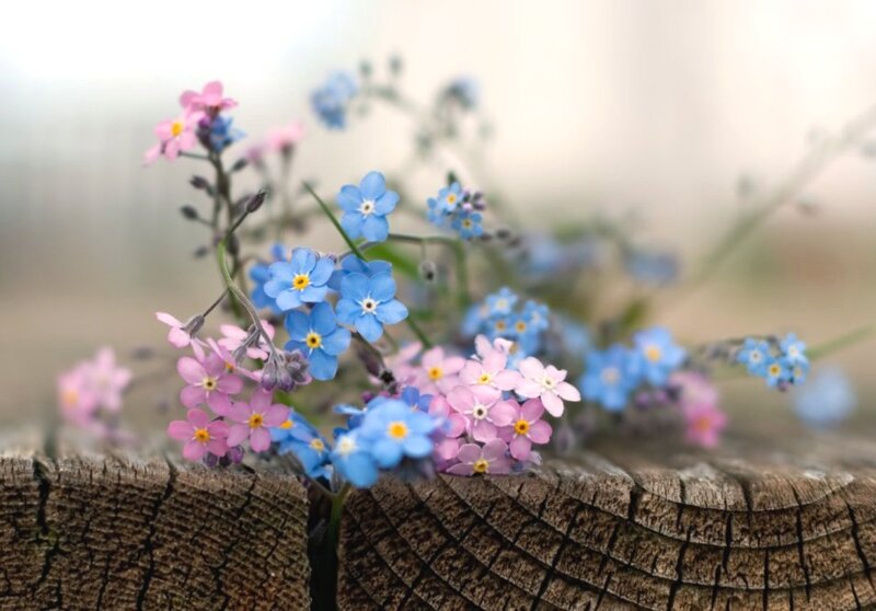 Blue and Pink Flowers — Serene, Spring, Photograph, Wooden Surface