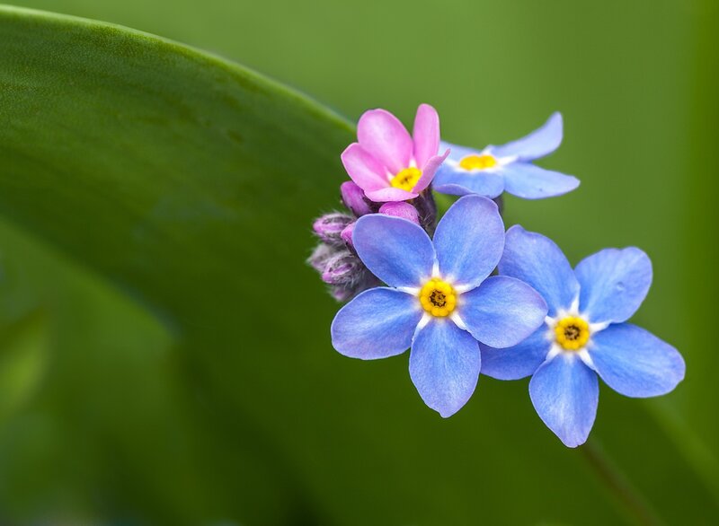 Blue and Pink Flowers — Serene, Spring