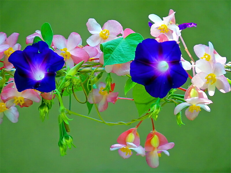 Blue and Pink Flowers — Serene