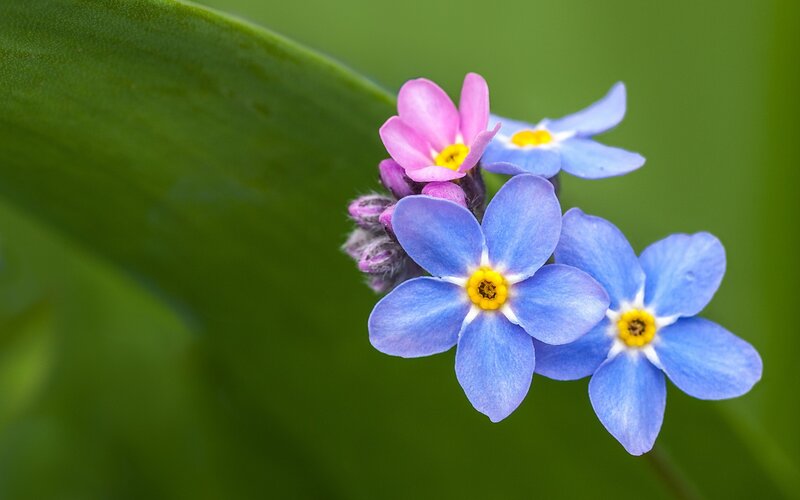 blue and pink flowers