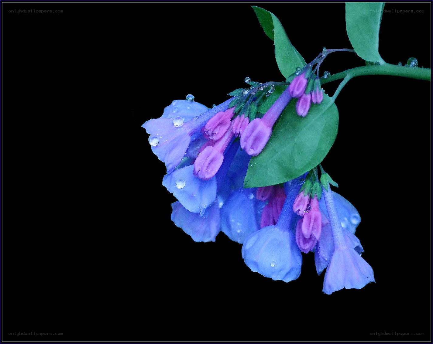 blue and pink flowers with dew