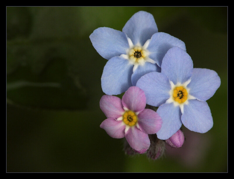 blue and pink forget-me-not flowers