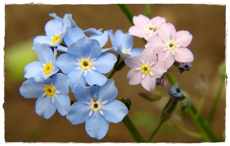 Blue and Pink Forget-me-nots — Calm, Spring, Photograph