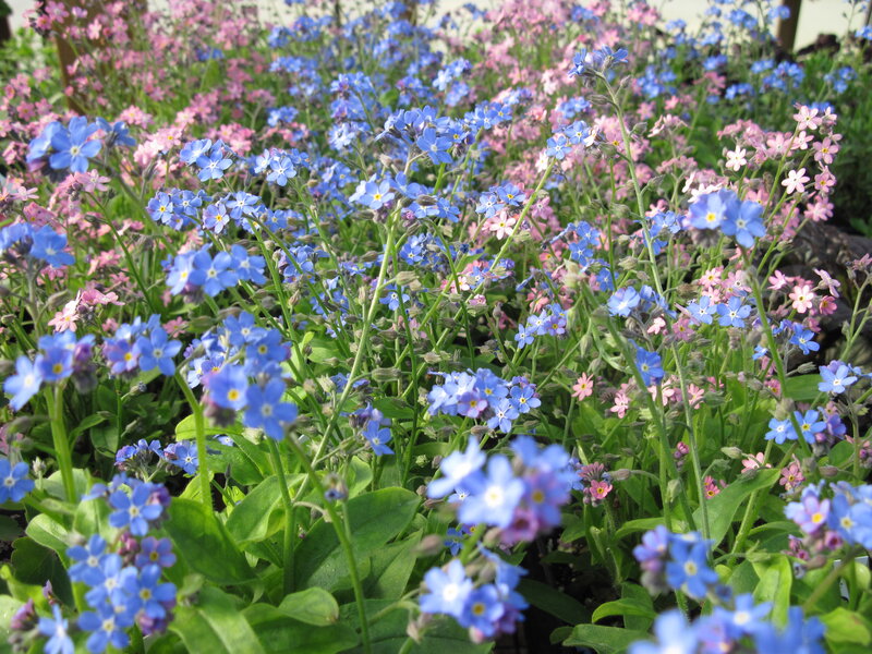 Blue and Pink Forget-me-nots — Calm, Spring