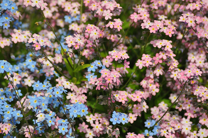 Blue and Pink Forget-me-nots