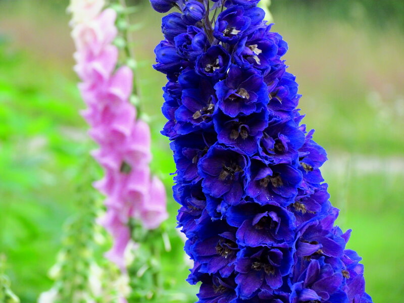 Blue and Pink Foxgloves