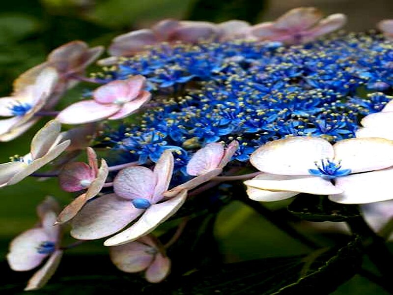 Blue and Pink Hydrangea