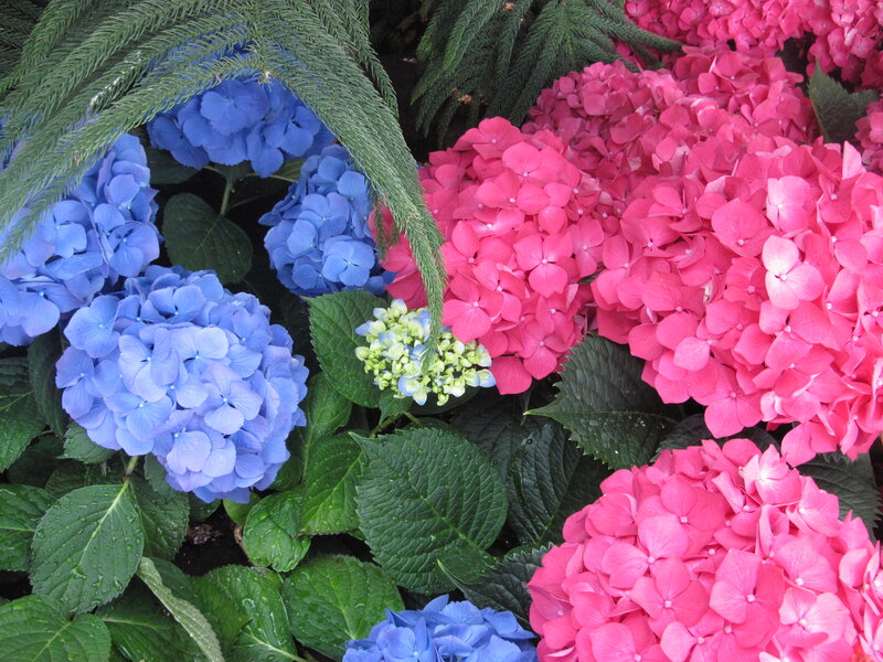 Blue and Pink Hydrangeas — Calm