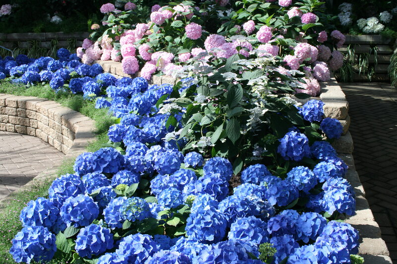 Blue and Pink Hydrangeas — Serene, Afternoon, Photograph, Flowers, Stone Wall