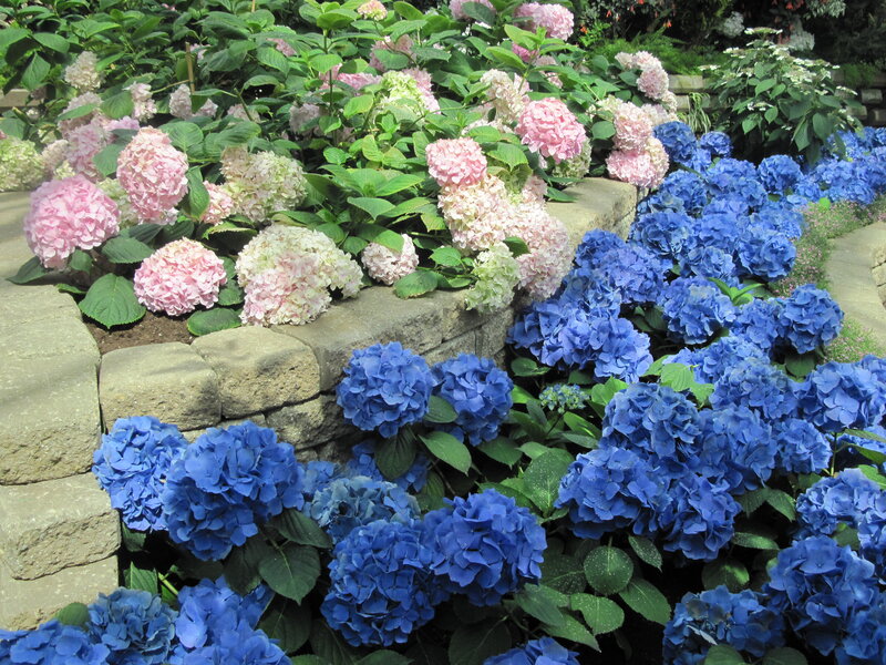 Blue and Pink Hydrangeas — Serene, Afternoon, Photograph, Stone Wall, Green Leaves