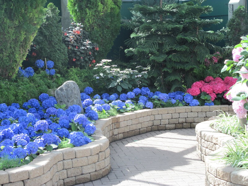 Blue and Pink Hydrangeas — Serene, Afternoon, Photograph, Stone Wall