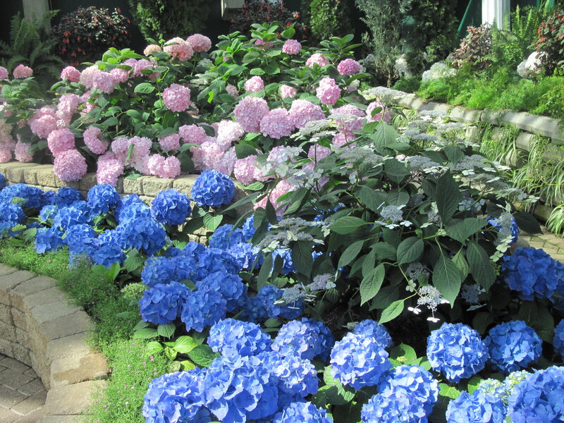 Blue and Pink Hydrangeas — Serene, Afternoon, Photograph