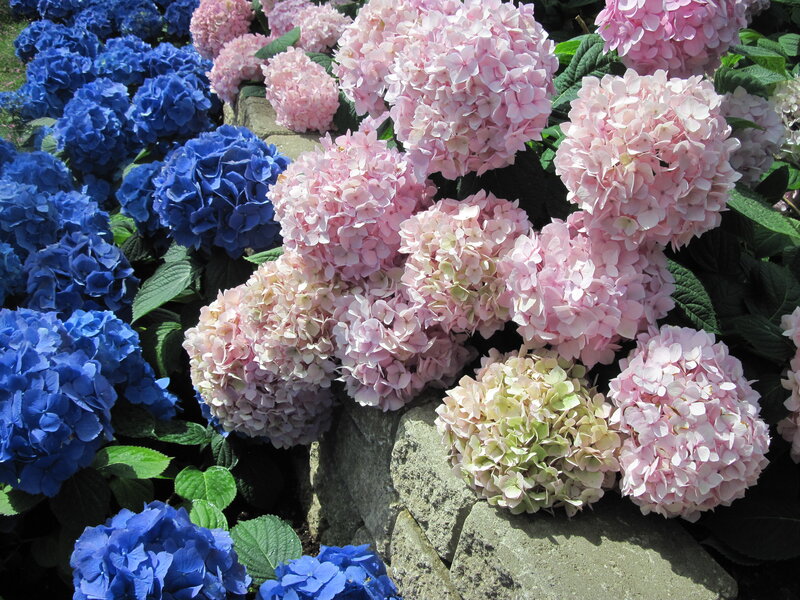 Blue and Pink Hydrangeas — Serene, Afternoon