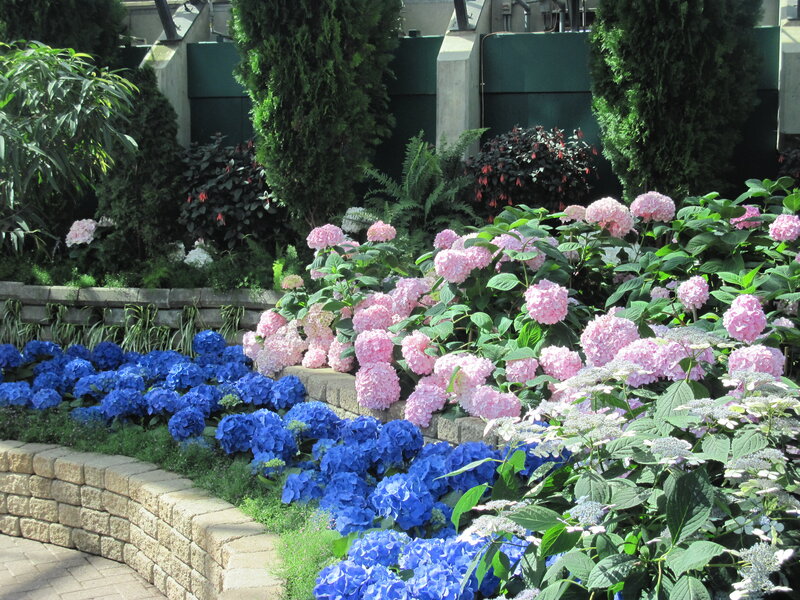 Blue and Pink Hydrangeas — Serene