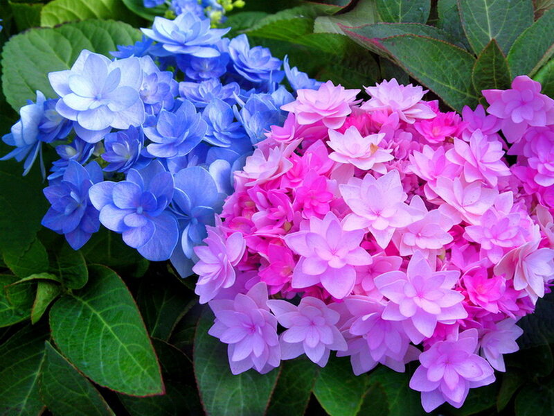 Blue and Pink Hydrangeas