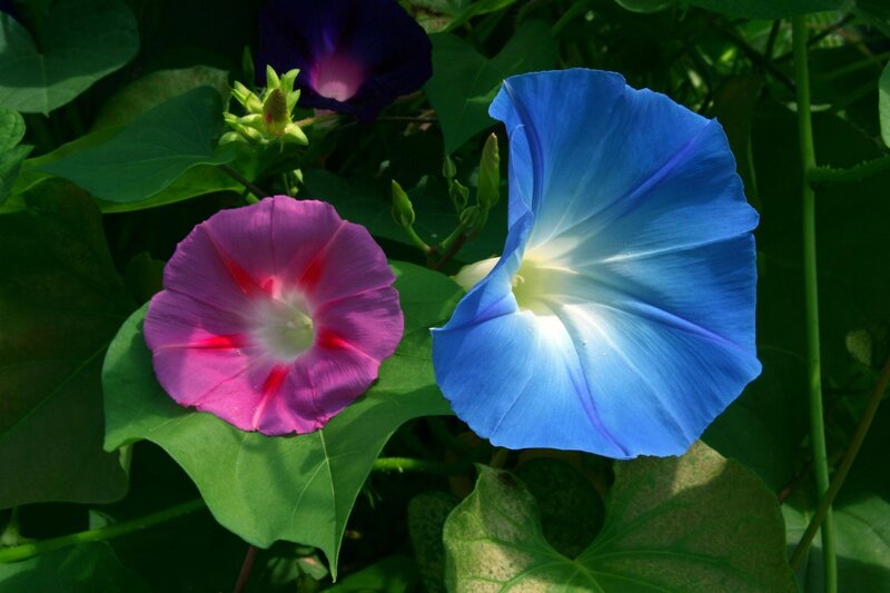 Blue and pink morning glory flowers