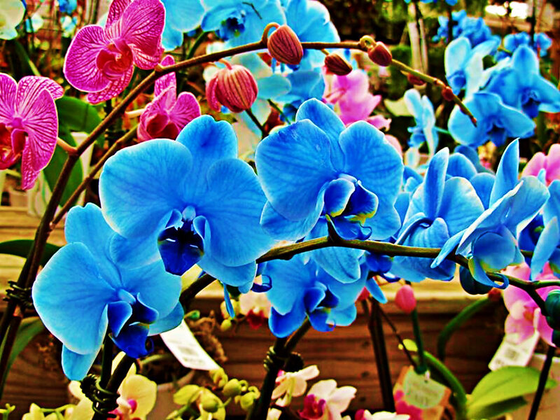 Blue and Pink Orchids