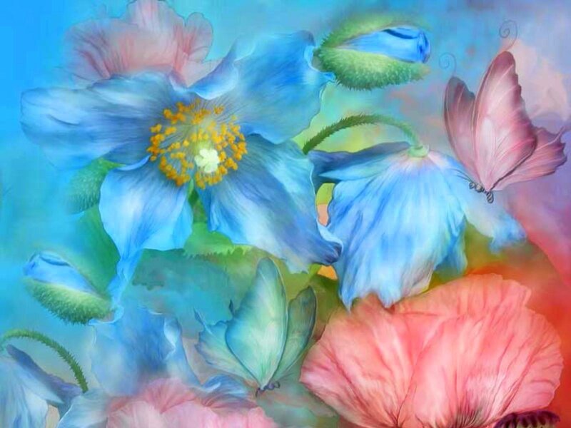 Blue and Pink Poppies