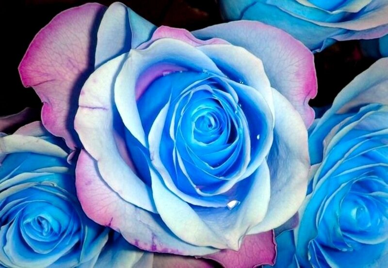 Blue and Pink Rose — Calm