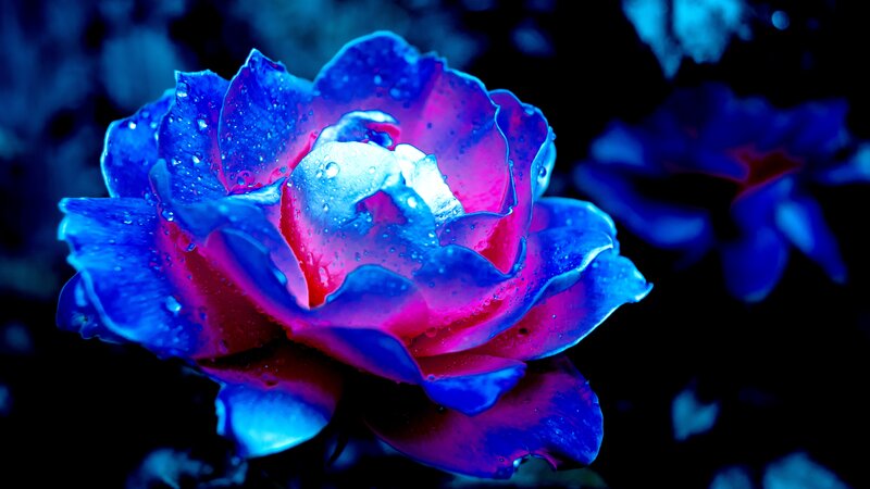 Blue and Pink Rose — Dramatic, Night