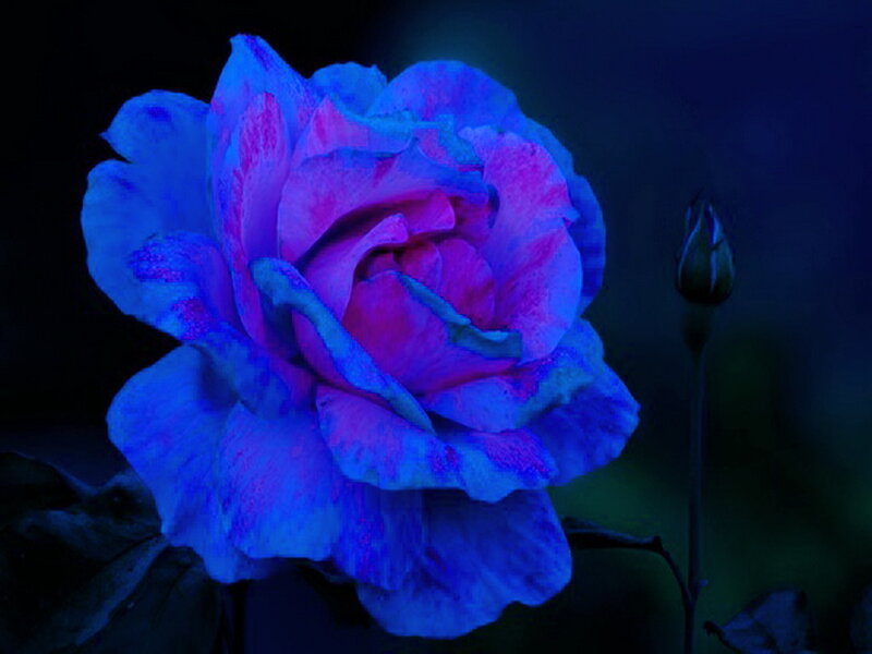 Blue and Pink Rose — Dramatic