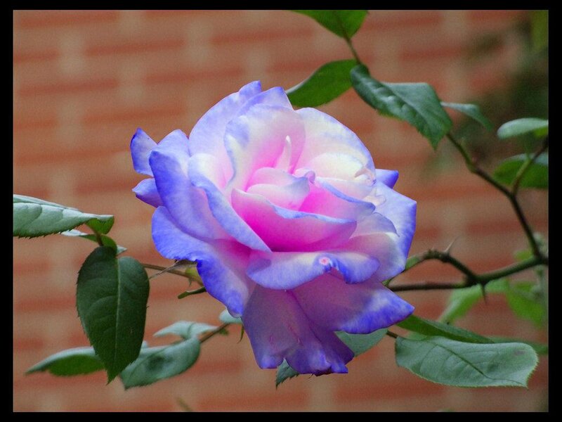 blue and pink rose flower