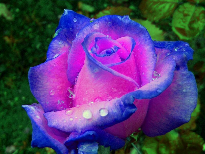 Blue and Pink Rose — Purple