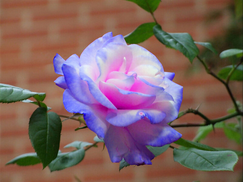 Blue and Pink Rose