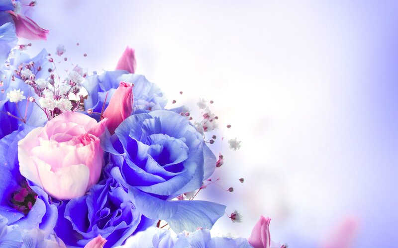 Blue and Pink Roses — Serene