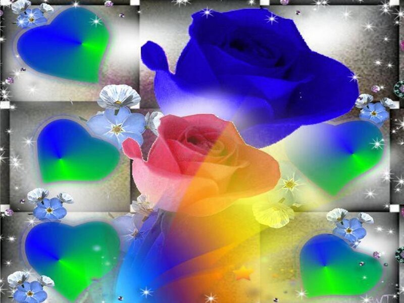 Blue and Pink Roses