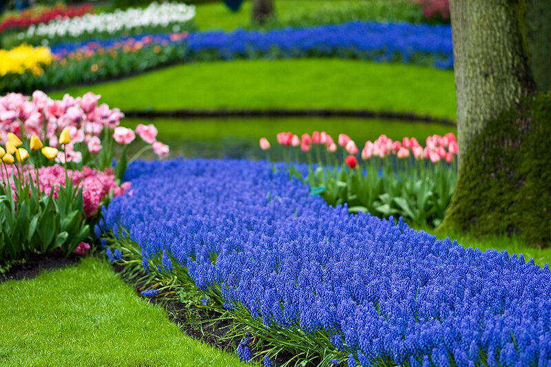 Blue and Pink Tulips
