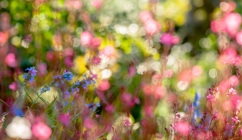 Blue and Pink Wildflowers