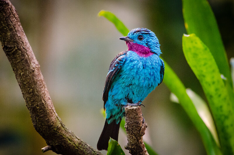 Blue and Purple Bird — Natural