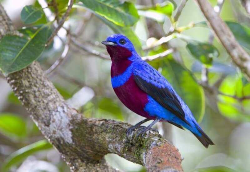 Blue and Purple Bird