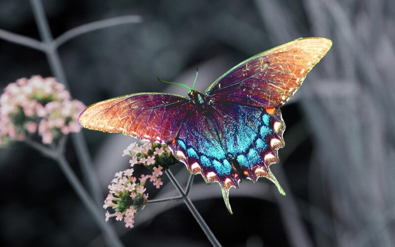 Blue and Purple Butterfly — Serene, Photograph