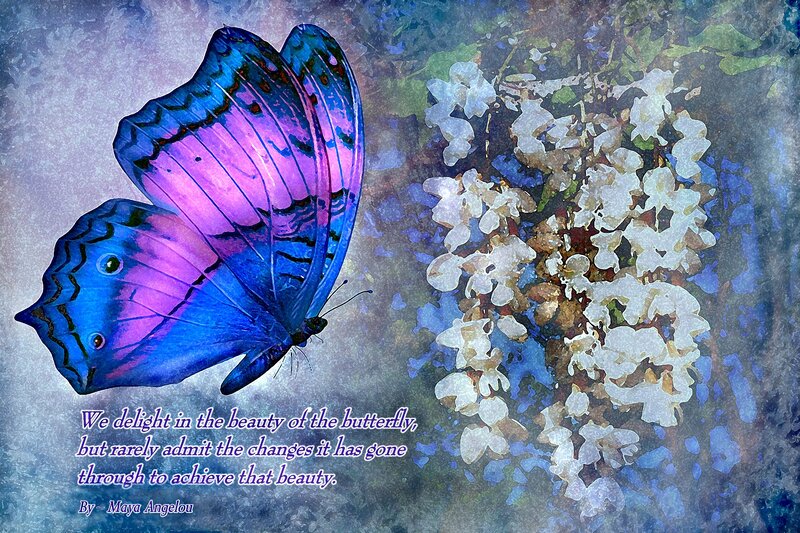 Blue and Purple Butterfly — Serene