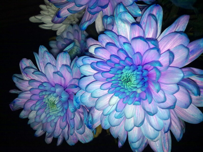 Blue and Purple Chrysanthemums