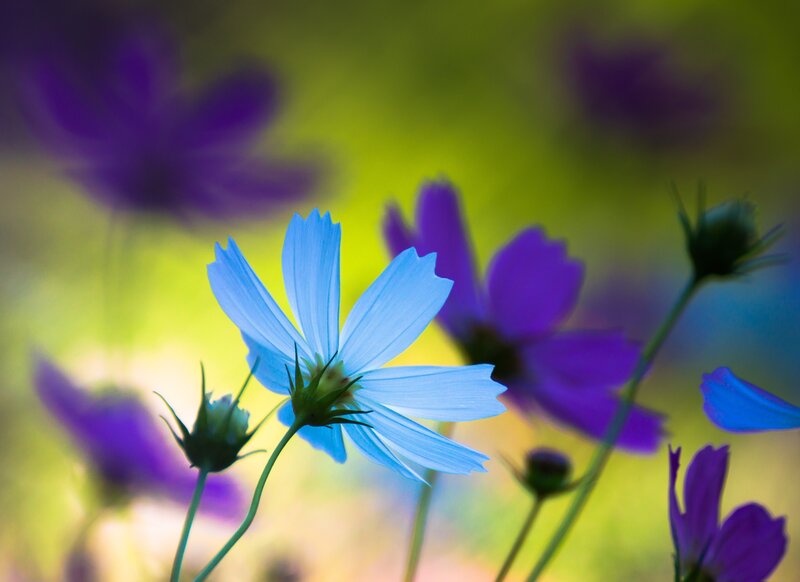 Blue and purple cosmos flowers