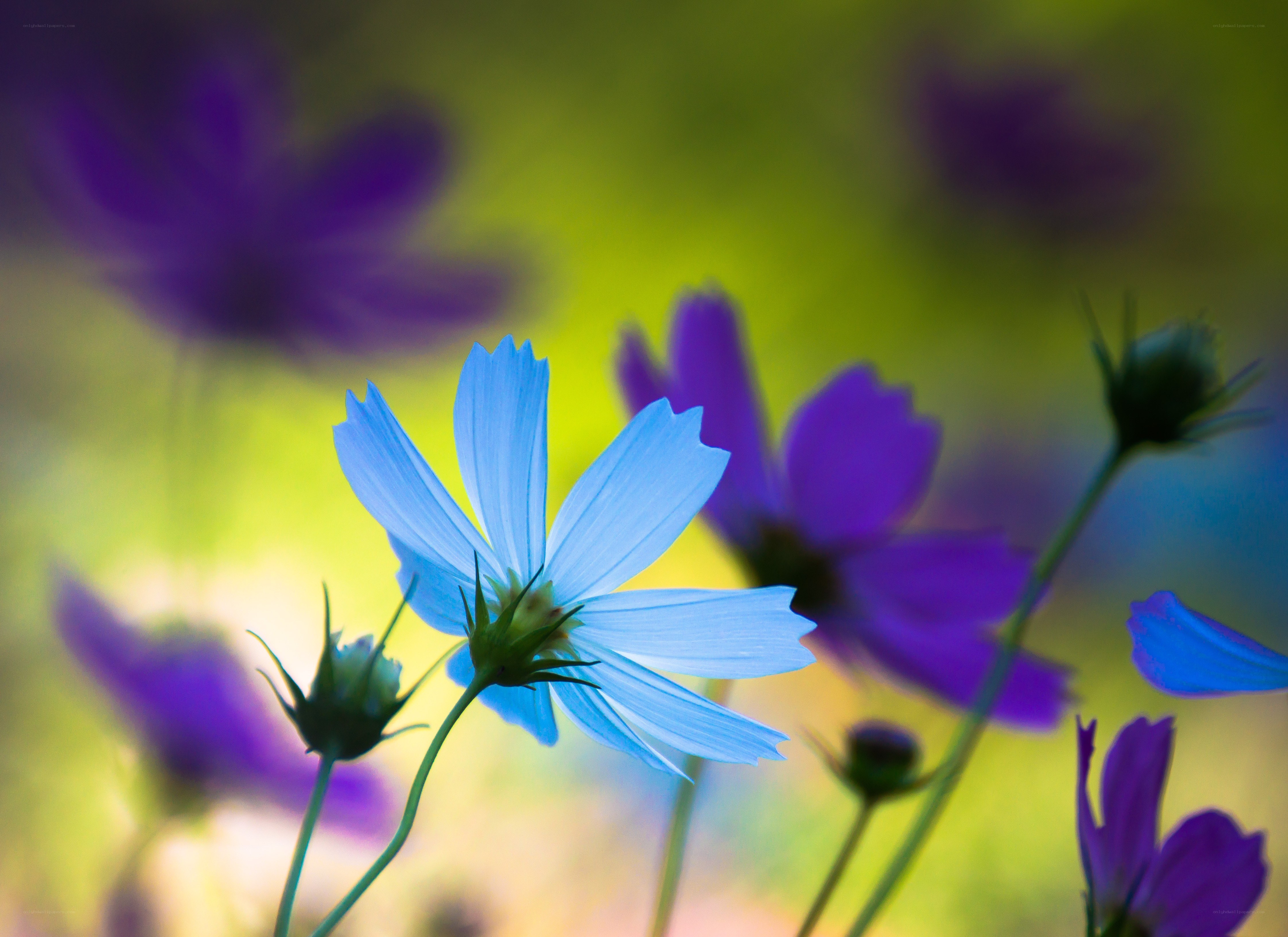Blue and purple cosmos flowers